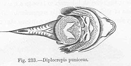 Diplocrepis puniceus