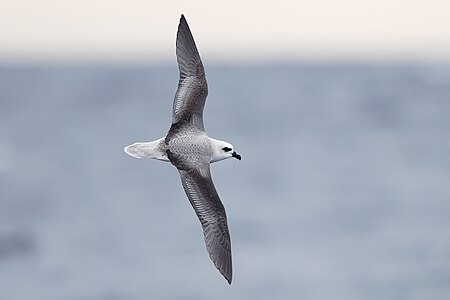 White-headed petrel, by JJ Harrison