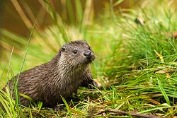 75. Platz: Herbert Horche mit Aus dem Wasser kommender Fischotter (Lutra lutra) im Tierfreigelände des Nationalparkzentrums Lusen im Nationalpark Bayerischer Wald