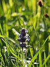 Flower Hohenstaufen.jpg