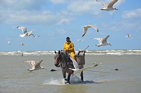 Image illustrative de l’article Pêche aux crevettes à cheval à Oostduinkerke