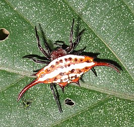 Gasteracantha versicolor