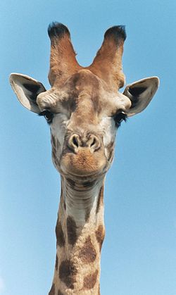  Une tête de girafe