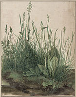 La Grande Touffe d'herbes 1503, Albertina de Vienne