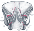 Vue postérieure de la paroi abdominale antérieure dans sa moitié inférieure. Le péritoine est présent, et les différents cordons sont visibles à travers.