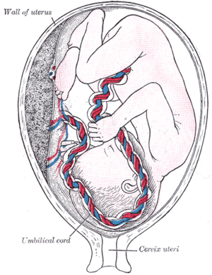 Fetus in utero, between fifth and sixth months.
