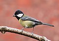 Great tit