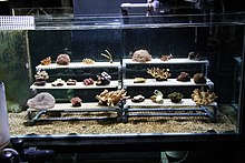 Corals can be multiplied in aquaria by attaching "frags" from a mother colony to a suitable substrate, such as a ceramic plug or a piece of live rock. This aquarium is designed specifically for growing coral colonies from frags. Growing coral (3814394886).jpg