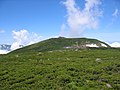 高山帯のハイマツ林（北アルプス・白馬乗鞍岳）