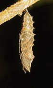 蕁麻蛺蝶的蛹