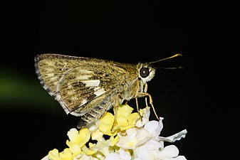 Ventral view