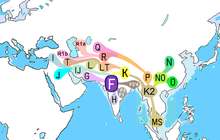 Haplogroup F (Y-DNA).PNG