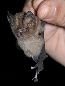 Hipposideros ater от Nameer.jpg