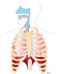 Il sistema respiratorio umano, racchiuso dalla gabbia toracica