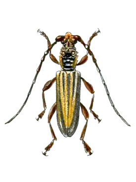 Imbrius lineatus