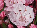 山月桂（Kalmia latifolia）的花輻射對稱。