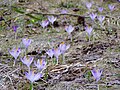 Bonte krokus (Crocus vernus vernus).