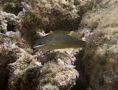 ♀ Stethojulis strigiventer