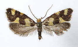 Lampronia rupella