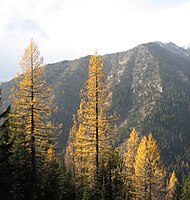 Larix occidentalis (Navaho Ridge)