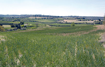 Granyena de Segarra (Segarra), 26 d'abril de 2008