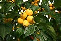 Malus-baccata-yellw-fruit.jpg