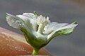 Flower within, showing staminal column and no petal hairs