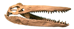 Moulage reconstituant le crâne holotype de Megacephalosaurus.