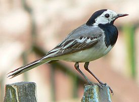 Белая трясогузка Motacilla alba alba в сезон размножения, Польша