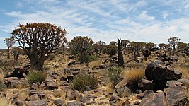 Quiver Tree Forest