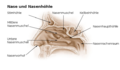 Struttura interna del naso
