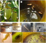 A: Nepenthes bicalcarata B: Colobopsis schmitzi C: insectenlarven in het bekerblad[* 1]