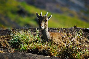 Eravikulam National Park