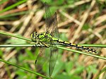 Ophiogomphus cecilia – Weibchen