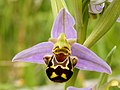Bee orchid: flower mimics female bee; male bee pollinates flower when it tries to mate!