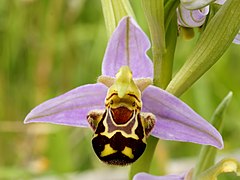 цвет пчелице (-{Ophrys apifera}-)