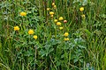 znovu upolín evropský (Trollius altissimus) - Vachovec1