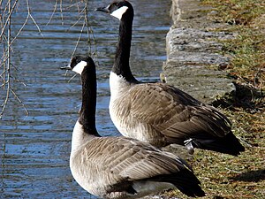 Pair of Canada Geese by lake in Lexington Ceme...