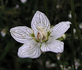 En två dagar gammal blomma