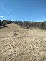 Mount Camiolo di Cima, Pesòc barn and the top of the mountain among the beech trees