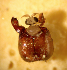 Newly hatched phorid fly emerging from a host's head Phorid fly emerging from host.png