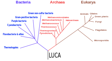 A phylogenetic tree based on rRNA data, emphasizing the separation of bacteria, archaea, and eukarya as proposed by Carl Woese et al. in 1990, with the hypothetical last universal common ancestor Phylogenetic tree of life 1990 LUCA.svg