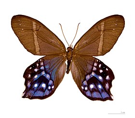 P. hyalinus difere de outras espécies do gênero Pierella por apresentar asas traseiras com projeções similares a caudas.