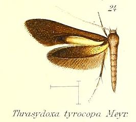 Thrasydoxa tyrocopa