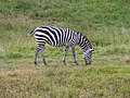 Plains Zebra, Hippotigris quagga