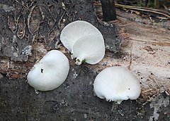 Pleurotus abieticola: fotografijŏ