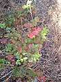 Poison oak