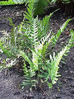 Polypodium vulgare