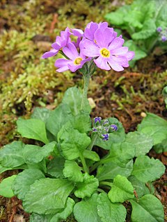 Primula modesta var. fauriei