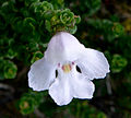 Prostanthera cuneata (Tribù Westringieae)